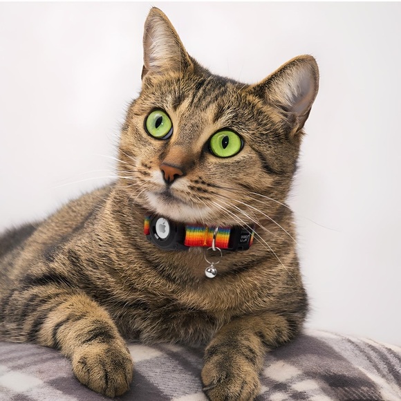 Cat Dog Collar,Integrated GPS Dog Collar with Bells and Apple AirTag Holder,Ligh - Picture 4 of 9